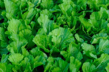 Sebze Bahçe büyüme yeşil choy Özetle