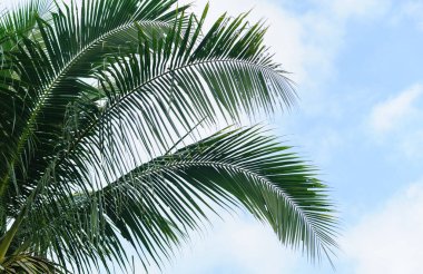 Hindistan cevizi ağacı ve mavi gökyüzü