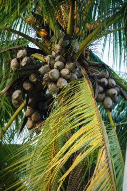 Ağaçta kurutulmuş hindistan cevizi meyvesi
