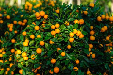 Mutlu Çin Yeni Yılı dekorasyonu için Çin narenciyesi saksısı.