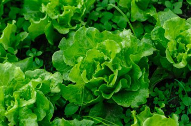 Sebze bahçesinde yeşil marul yetişiyor.