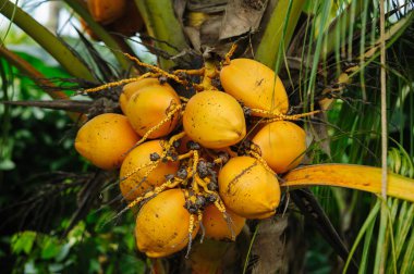 Coconut fruits grow on tree clipart