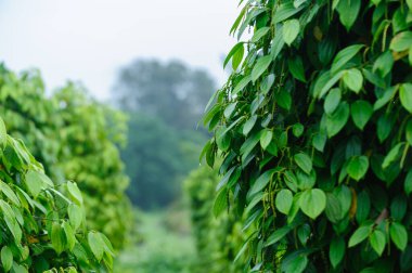 Bahçedeki ağaçta karabiber meyveleri yetişir.
