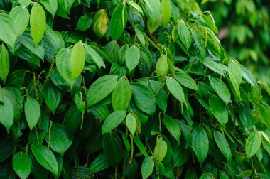 Bahçedeki ağaçta karabiber meyveleri yetişir.