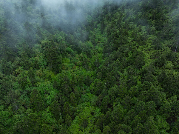 Вид с воздуха на лесной ландшафт в тумане и дожде