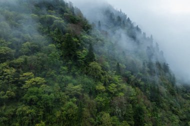 Güneşin doğuşundaki güzel sonbahar ormanı manzarası.
