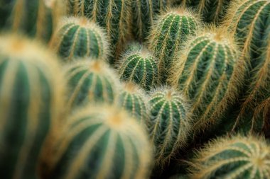 Sivri Sivri uçlu Yeşil Kaktüs