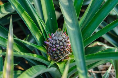 Bahçedeki ağaçta ananas yetişir.