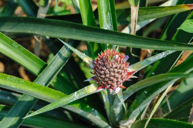 Bahçedeki ağaçta ananas yetişir.