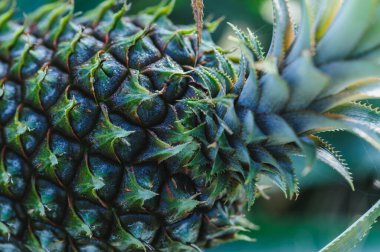 Bahçedeki ağaçta ananas yetişir.