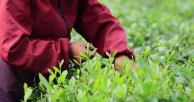 İnsanlar bahar çay çiftliği dağlarında yeşil çay yaprakları topluyor.