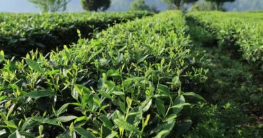 Bahar dağlarında yeşil çay ağaçları, yakın