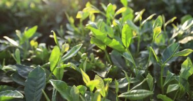 Bahar dağlarında yeşil çay ağaçları, yakın