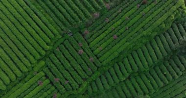Çin 'deki çay çiftliği manzarasının hava görüntüleri.