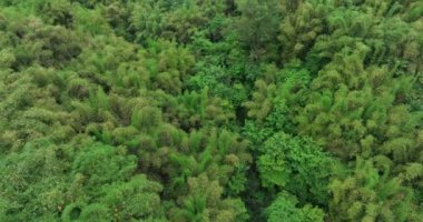 Çin 'deki çay çiftliği manzarasının hava görüntüleri.