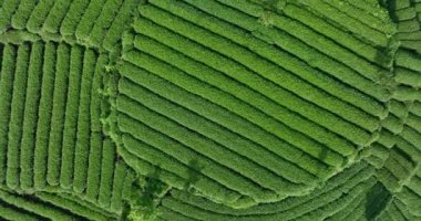 Çin 'deki çay çiftliği manzarasının hava görüntüleri.