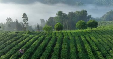 Çin 'deki çay çiftliği manzarasının hava görüntüleri.
