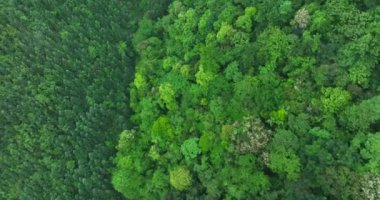 Çin, Sichuan 'daki güzel sonbahar orman manzarasının hava görüntüleri.