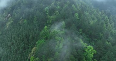 Çin, Sichuan 'daki güzel sonbahar orman manzarasının hava görüntüleri.