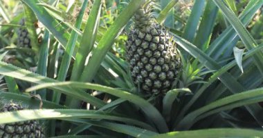Bahçedeki ananas ekinlerinin hava görüntüleri