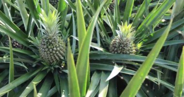 Bahçedeki ananas ekinlerinin hava görüntüleri