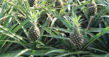 Bahçedeki ananas ekinlerinin hava görüntüleri