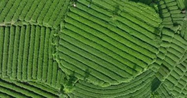 Çin 'deki güzel çay terası manzarası.