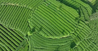 Çin 'deki güzel çay terası manzarası.