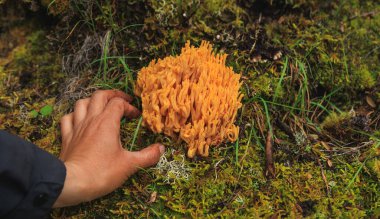 person Picking wild clavariaceae mushroom edible in forest of China clipart