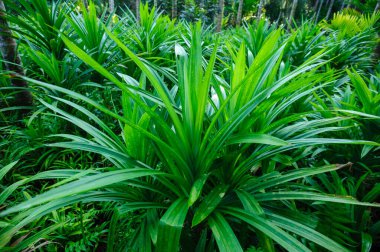 Yeşil pandan yaprakları tarlada büyüyor.