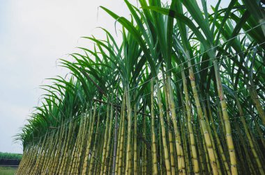 green Sugarcane plants growing in field clipart