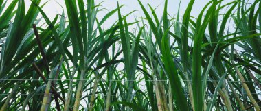 green Sugarcane plants growing in field clipart