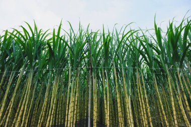 green Sugarcane plants growing in field clipart