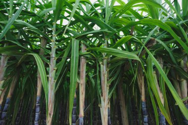 green Sugarcane plants growing in field clipart