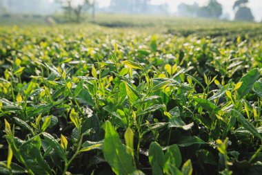 Yeşil çay ağaçları baharda büyür.