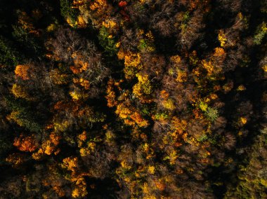 Güzel sonbahar orman manzarası.