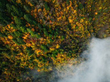 Güzel sonbahar ormanı hava aracı manzarası