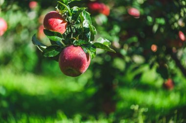Elmalar gün ışığında ağaç dalında yetişir.