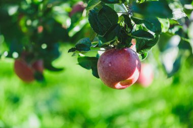 Elmalar gün ışığında ağaç dalında yetişir.