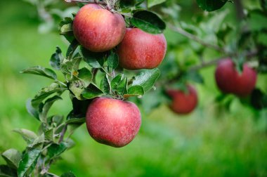 Bahçedeki ağaçta yetişen kırmızı elmalar