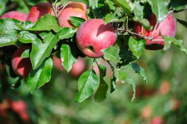 Bahçedeki ağaçta yetişen kırmızı elmalar