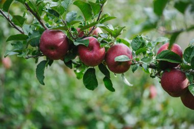 Bahçedeki ağaçta yetişen kırmızı elmalar