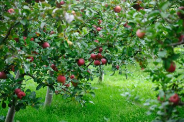 Bahçedeki ağaçta yetişen kırmızı elmalar