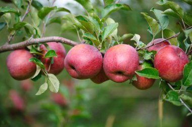 Bahçedeki ağaçta yetişen kırmızı elmalar