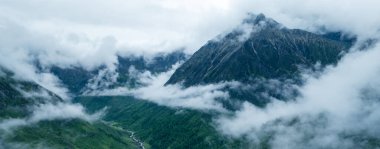 Çam ağacı orman manzarası