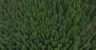 Güzel orman manzarası, doğa.