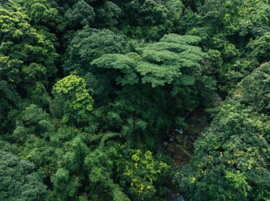 Aerial view of beautiful tropical forest mountain landscape in summer clipart