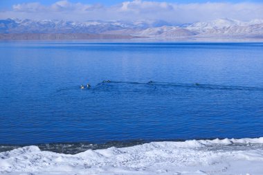 Ruddy Shell Ducks swimming and fishing on the lake in Tibet, China clipart