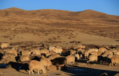 Tibet Çin 'de koyun otlağı, doğa.