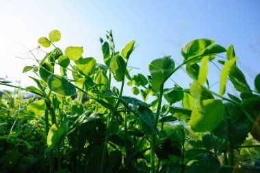 Bahçedeki tatlı bezelye ekinleri